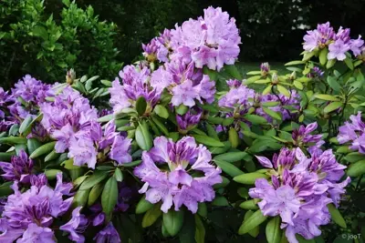 kgv-holzbüttgerhaus-bildergalerie-rhododendron in blüte